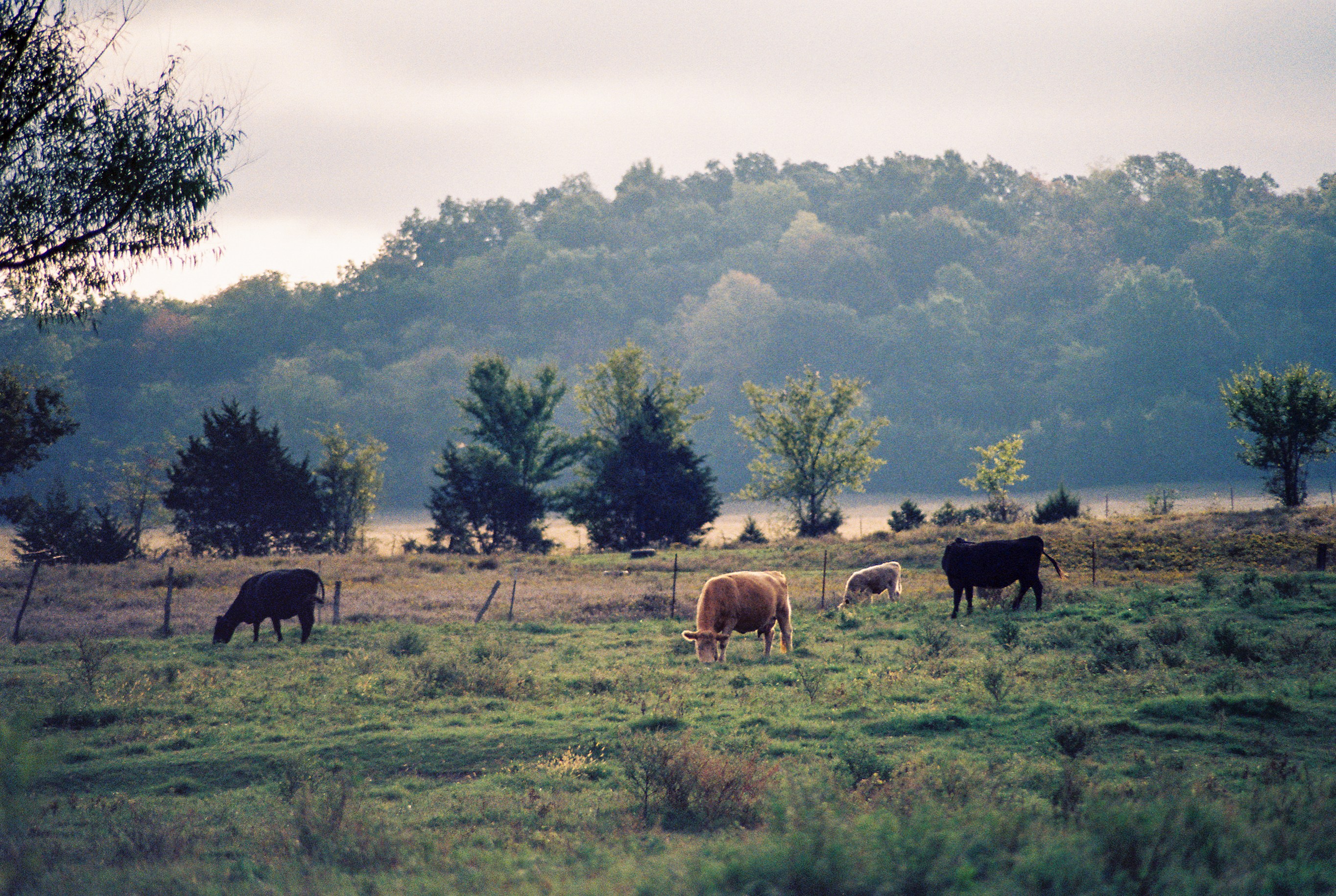 Cattle grazing in a quiet Arkansas pasture bordered by wooded hills.
